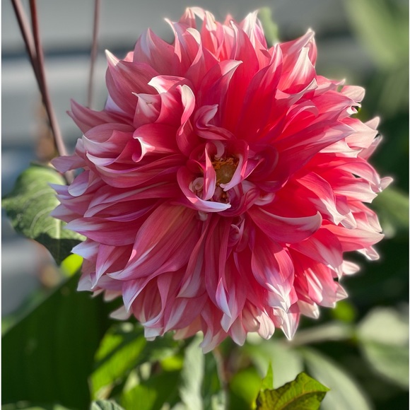 Meet your Posher, Jenny - Picture 3 of 3